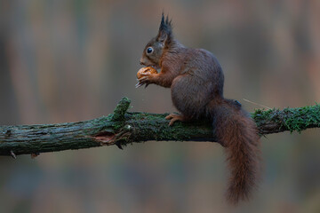 Eurasian red squirrel (Sciurus vulgaris) eating a wallnut on a branch. Noord Brabant in the...
