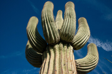 Saguaro Cactus (Carnegiea gigantea) in desert, giant cactus against a blue sky in winter in the...