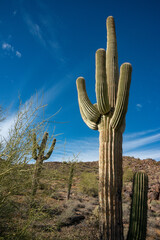 Saguaro Cactus (Carnegiea gigantea) in desert, giant cactus against a blue sky in winter in the desert of Arizona