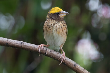 The streaked weaver (Ploceus manyar) is a species of weaver bird found in South Asia and South-east...
