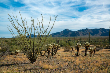 Teddy bear cholla (Cylindropuntia bigelovii) and Ocotillo plant (Fouquieria splendens)