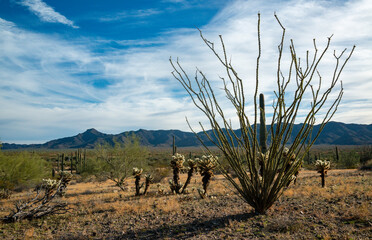 Teddy bear cholla (Cylindropuntia bigelovii) and Ocotillo plant (Fouquieria splendens)