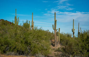 Large cacti in Arizona against a blue sky, desert landscape. Saguaro Cactuses (Carnegiea gigantea)