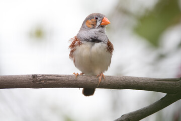 The zebra finches are two species of estrildid finch in the genus Taeniopygia found in Australia...