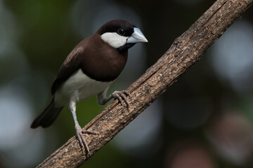 The Timor sparrow (Padda fuscata), also known as Timor dusky sparrow