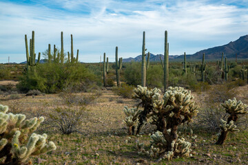 Carnegiea gigantea and Teddy bear cholla (Cylindropuntia bigelovii). Cholla Cactus Garden at Joshua...