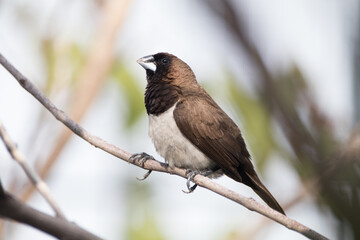 wing, animal, nature, green, bird, wild, background, wildlife, beak, feather, colorful, tropical, outdoor, natural, white, fauna, small, fly, brown, tree, avian, birds, branch, finch, rice, birdwatchi