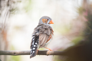 The zebra finches are two species of estrildid finch in the genus Taeniopygia found in Australia and Indonesia