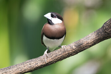 The Timor sparrow (Padda fuscata), also known as Timor dusky sparrow