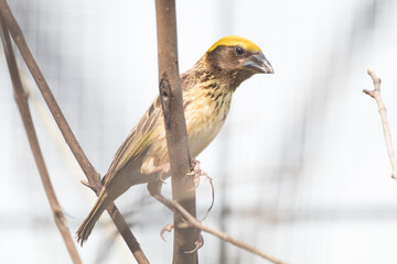 The streaked weaver (Ploceus manyar) is a species of weaver bird found in South Asia and South-east Asia
