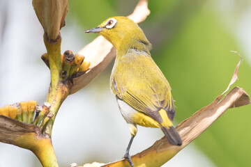The Indian white-eye (Zosterops palpebrosus), formerly the Oriental white-eye, is a small passerine bird in the white-eye family