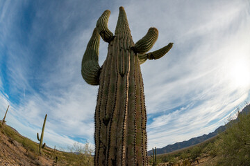 Landscape of a stone desert, photo of a cactus with a Fish Eye lens, Giant cactus Saguaro cactus...
