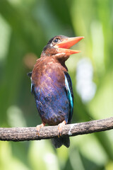 The Javan kingfisher (Halcyon cyanoventris), sometimes called the blue-bellied kingfisher or Java kingfisher - obrazy, fototapety, plakaty
