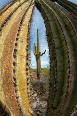 Landscape of a stone desert, photo of a cactus with a Fish Eye lens, Giant cactus Saguaro cactus (Carnegiea gigantea), Arizona