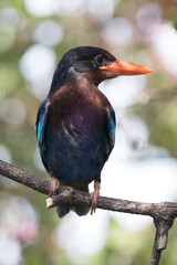 The Javan kingfisher (Halcyon cyanoventris), sometimes called the blue-bellied kingfisher or Java kingfisher