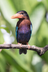 The Javan kingfisher (Halcyon cyanoventris), sometimes called the blue-bellied kingfisher or Java kingfisher