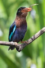 Obraz premium The Javan kingfisher (Halcyon cyanoventris), sometimes called the blue-bellied kingfisher or Java kingfisher