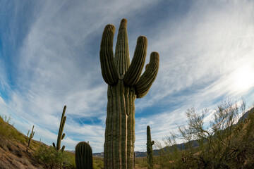 Landscape of a stone desert, photo of a cactus with a Fish Eye lens, Giant cactus Saguaro cactus...