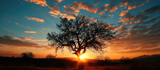 Tree silhouette against stunning sunset.