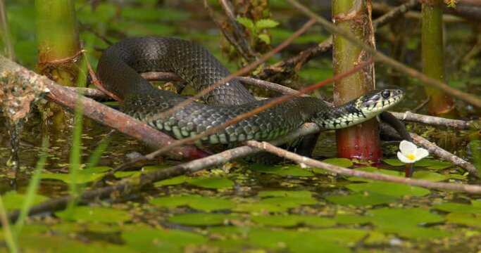 Close up view of grass snake resting on broken tree branches on a surface of pond