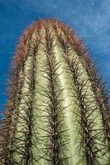Three Giant Saguaros (Carnegiea gigantea),  close-up of a prickly cactus stem. Organ Pipe Cactus...
