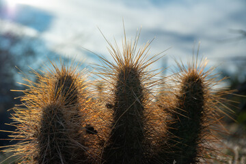 Nichol's hedgehog cactus, golden hedgehog cactus (Echinocereus nicholii), Desert landscape with cacti