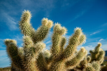 Teddy bear cholla (Cylindropuntia bigelovii). Cholla Cactus Garden at Joshua Tree National Park