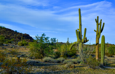 Large cacti in Arizona against a blue sky, desert landscape. Saguaro Cactuses (Carnegiea gigantea)...