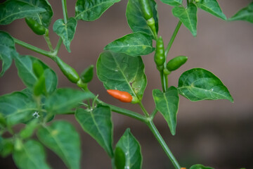 Pili Pili (also known as piri-piri or peri-peri) spicy hot papers, cultivar of Capsicum frutescens from the malagueta pepper, at organic farm in Africa, 50.000 - 100.100 Scoville 