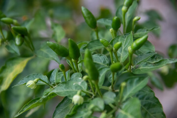 Pili Pili (also known as piri-piri or peri-peri) spicy hot papers, cultivar of Capsicum frutescens from the malagueta pepper, at organic farm in Africa, 50.000 - 100.100 Scoville 