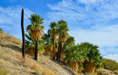 Fototapeta premium Palm trees rise in the desert at Thousand Palms Oasis near Coachella Valley Preserve. Villis palms oasis. California