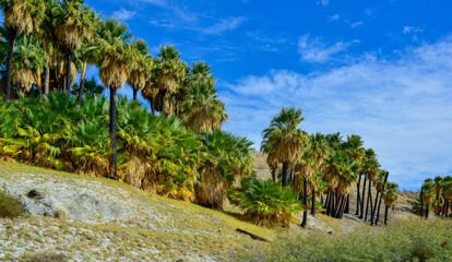 Palm trees rise in the desert at Thousand Palms Oasis near Coachella Valley Preserve. Villis palms...