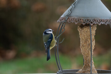 Mésange bleue sur un mangeoire