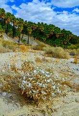 Palm trees rise in the desert at Thousand Palms Oasis near Coachella Valley Preserve. Villis palms oasis