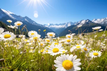 Poster Meadow with daisies and mountain landscape © eyetronic