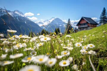 Alpine meadow in the mountains with daisy flowers - obrazy, fototapety, plakaty