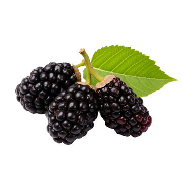 fresh organic mulberry cut in half sliced with leaves isolated on white background with clipping path