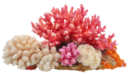Coral reef - isolated on transparent background - obrazy, fototapety, plakaty
