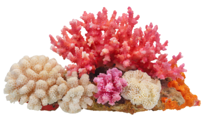 Coral reef - isolated on transparent background