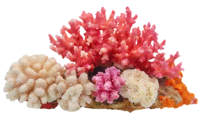Gordijnen Coral reef - isolated on transparent background © Marko