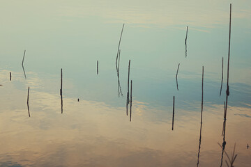 Reeds sticking out of the water. Calm lake reflects clouds and sky