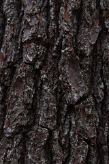 Bark On Tree Wood Texture