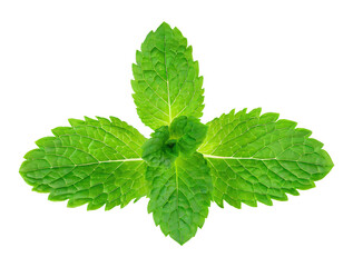  Fresh mint leaves - isolated on transparent background