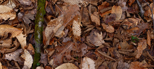 Leaves on the ground