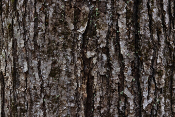 bark of a pine tree wood texture