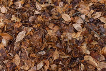 Winter Leaves In New England