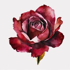 Red rose flower. Realistic watercolor illustration on white background. Floral art for your design. Generative AI.