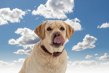 Dog. A Labrador retriever. A smiling hunting dog against a cloudy sky. Holidays and events