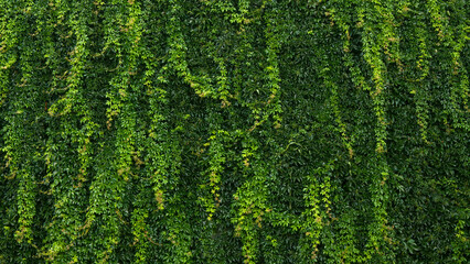 Vertical gardening or garden on the facade of the rear or fence. Texture or pattern - obrazy, fototapety, plakaty