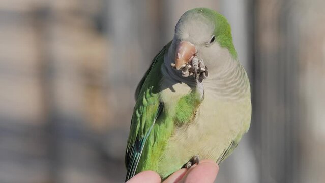 Close up. A woman feeds a monk parakeet Myiopsitta monachus. Green exotic bird sits on her hands and eats sunflower seeds in a garden in the city center. The unity of man and animal, city and nature